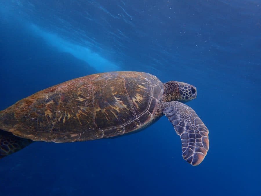 Hachijojima sea turtles
