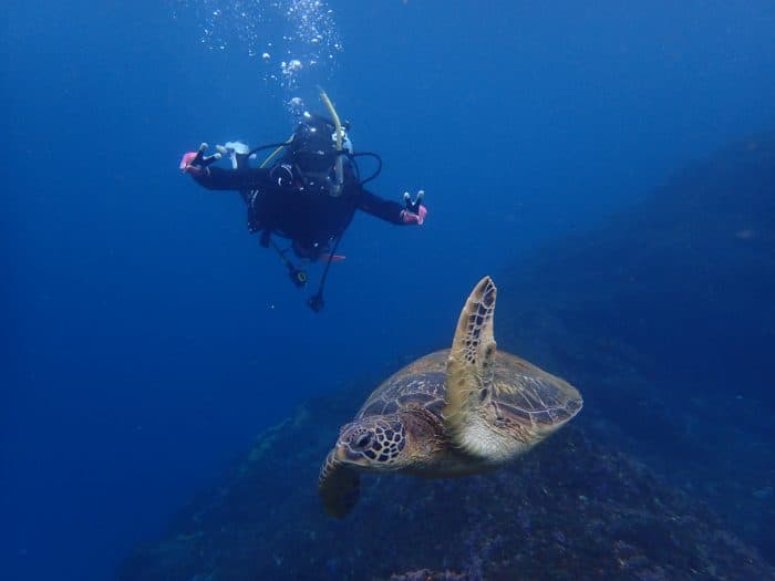 Hachijojima Sea turtles