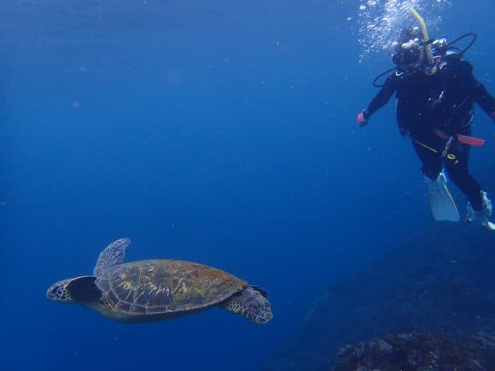 Hachijojima sea turtles