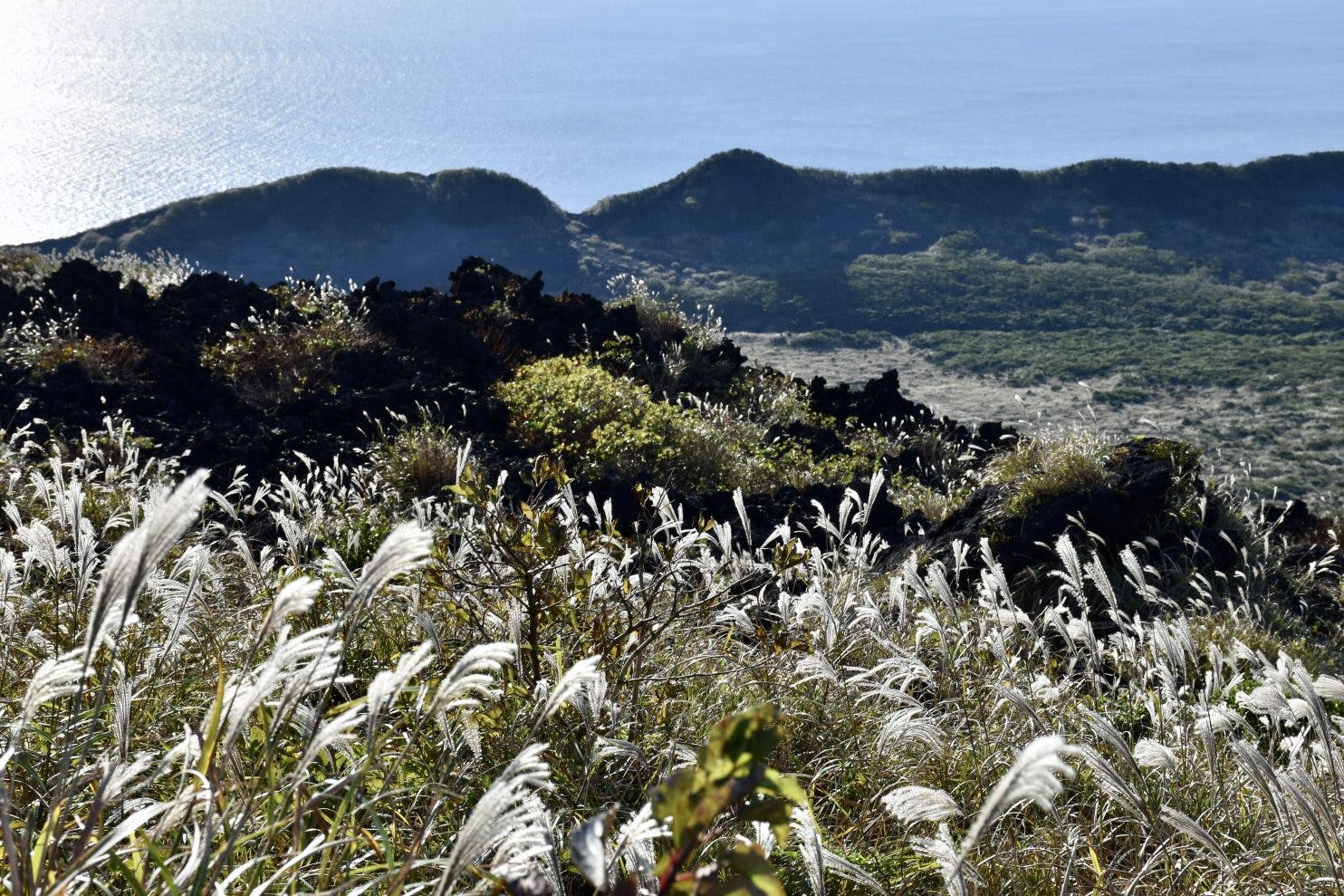 Mt. Mihara, Oshima Island, Tokyo Islands, Izu Islands, tokyo, japan, silver grasses