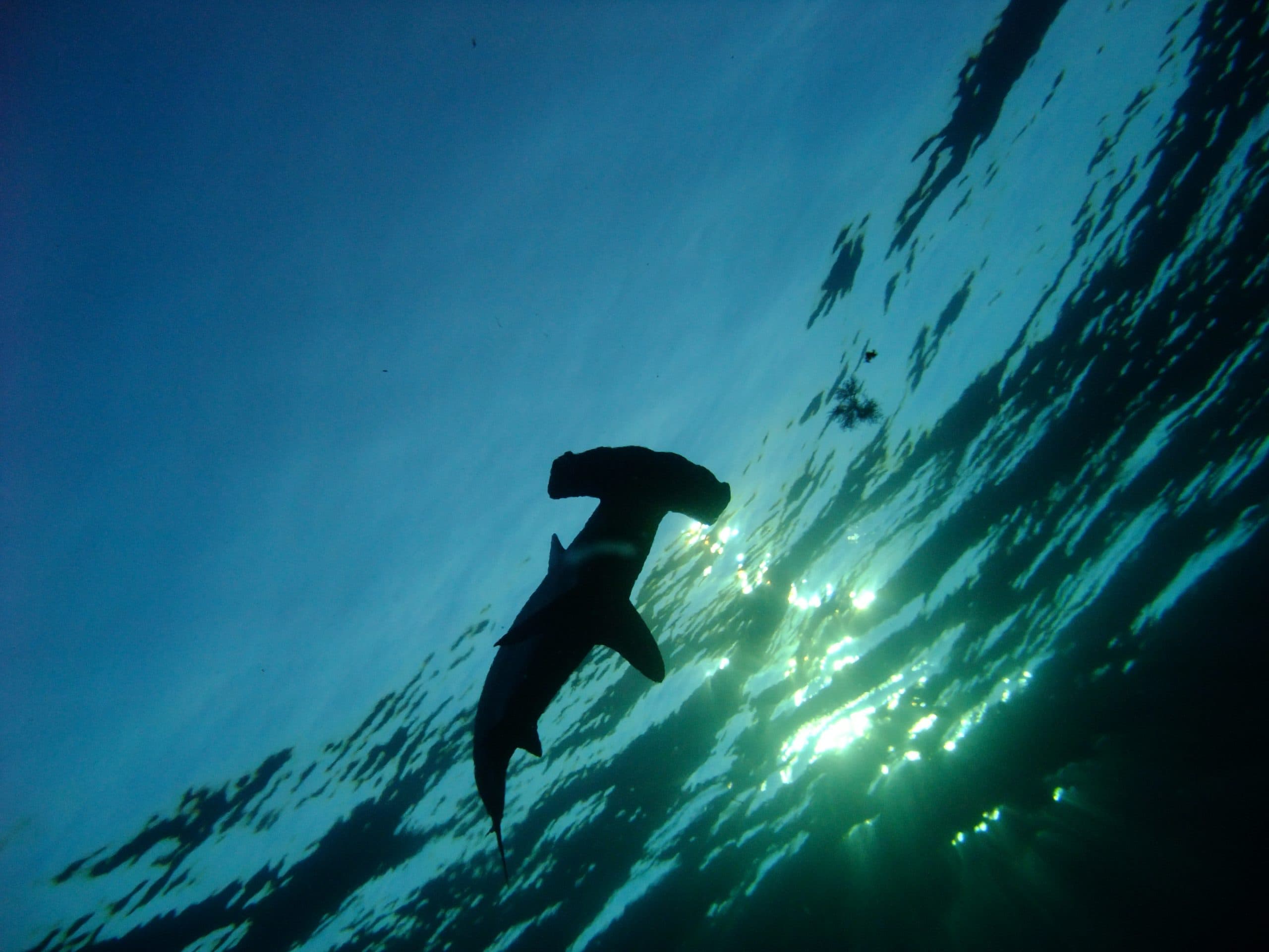 Snorkeling in the Tokyo Islands will be your great experiences!