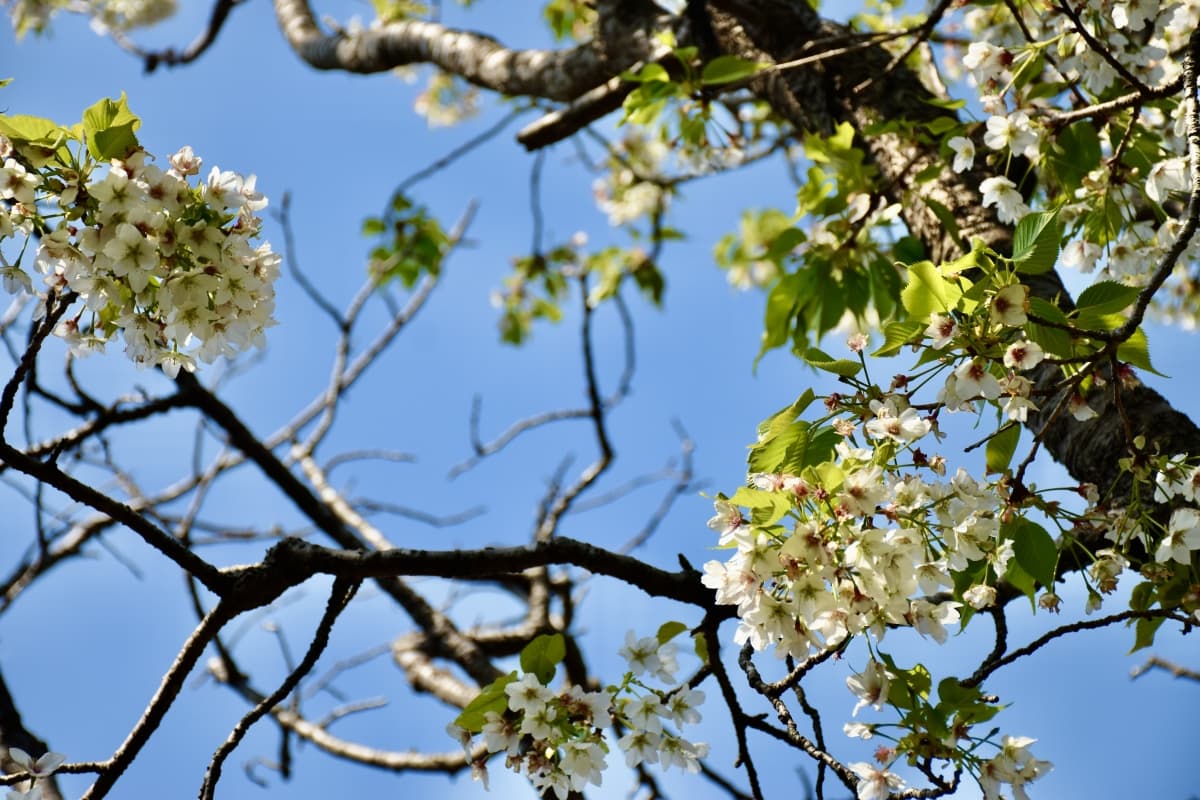 Oshima Zakura: The Father of Cherry Blossoms Representing Japan