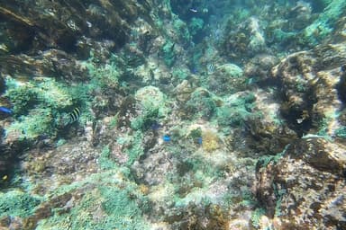 Snorkeling