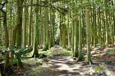 Hajikama Shrine