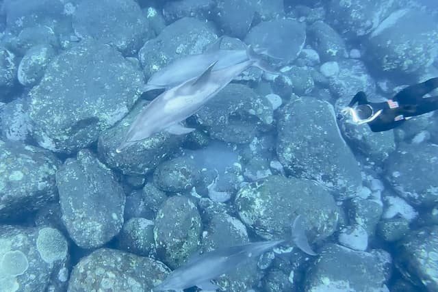Mikurashima Marugoto Tour - Swim with Dolphins and Explore the Island's Enchanting Beauty