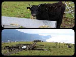 niijima cow