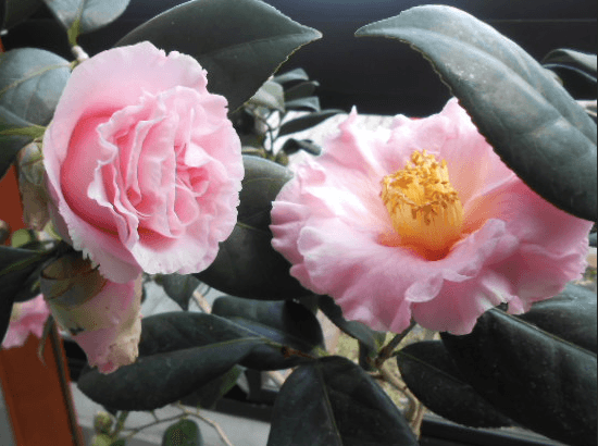 Camellia flowers