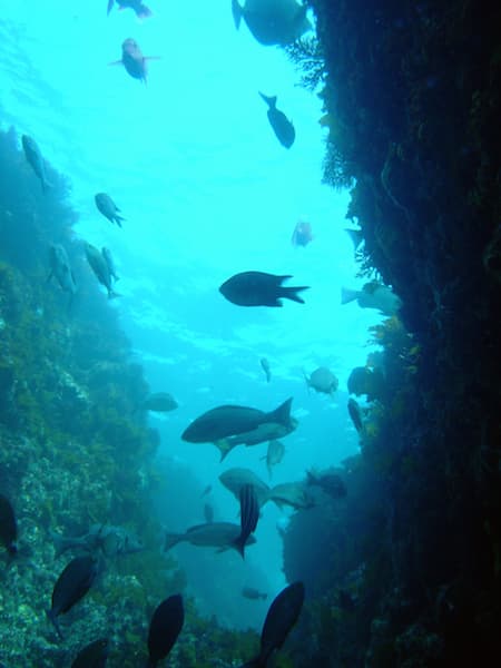 Toshiki beach, fish, izu islands, oshima island, tokyo islands