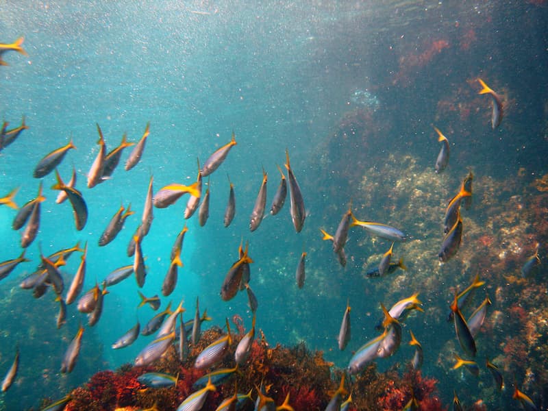 Toshiki beach, fish, takahe, izu islands, oshima island, tokyo islands