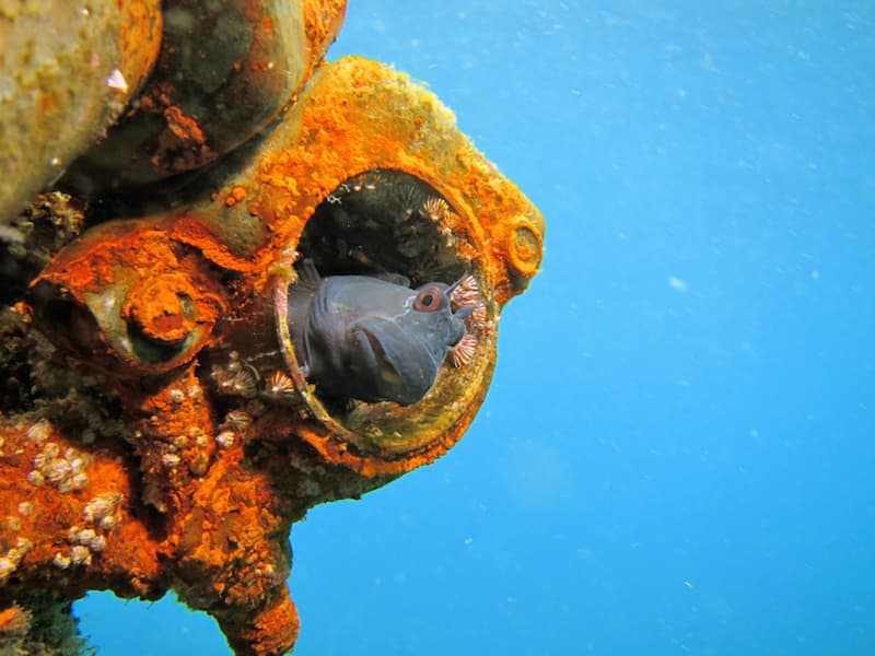 Toshiki beach, snorkeling, scuba diving, oshima island, tokyo islands