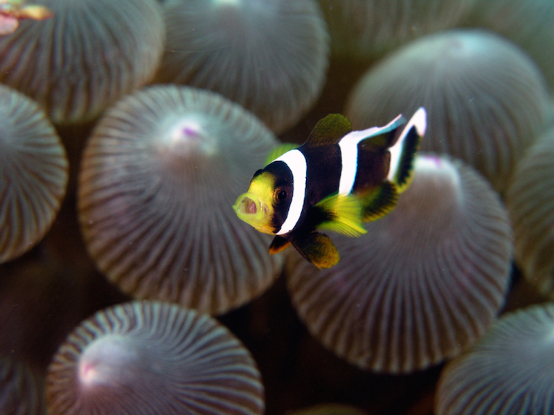 Toshiki Beach, scuba diving, Snorkeling, Oshima, Island, Tokyo Islands