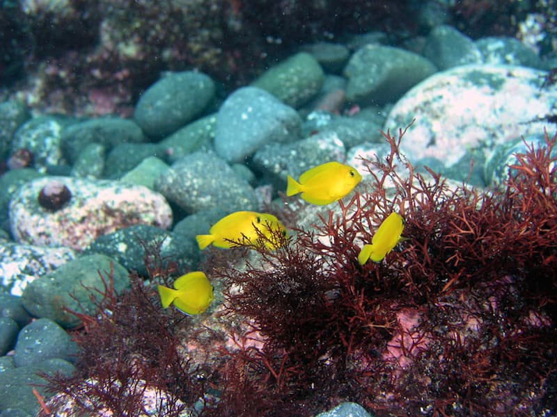 Toshiki Beach, scuba diving, Snorkeling, Oshima, Island, Tokyo Islands