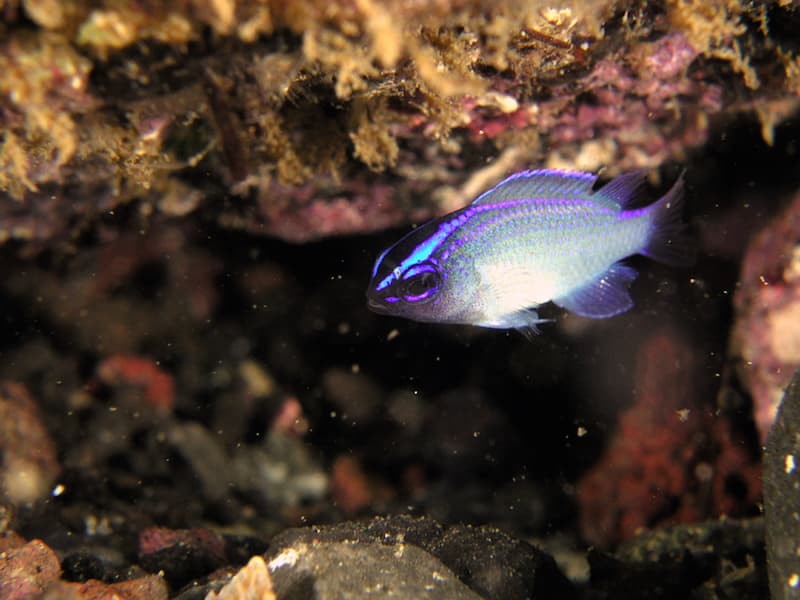 Toshiki Beach, scuba diving, Snorkeling, Oshima, Island, Tokyo Islands