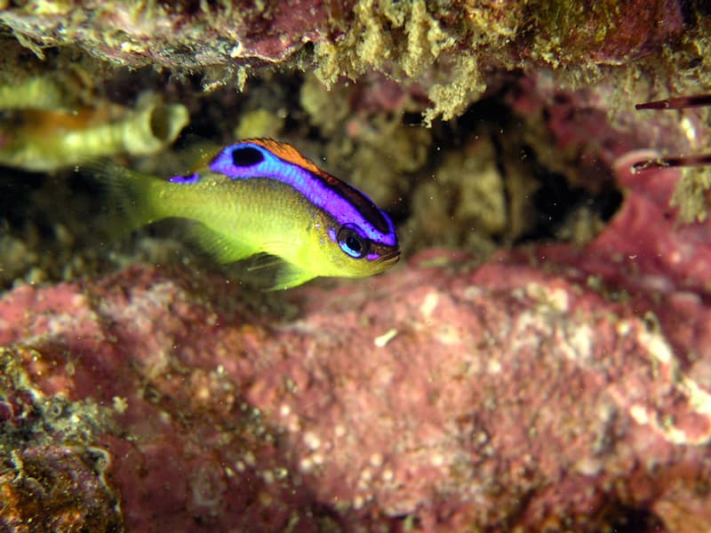 Toshiki Beach, scuba diving, Snorkeling, Oshima, Island, Tokyo Islands