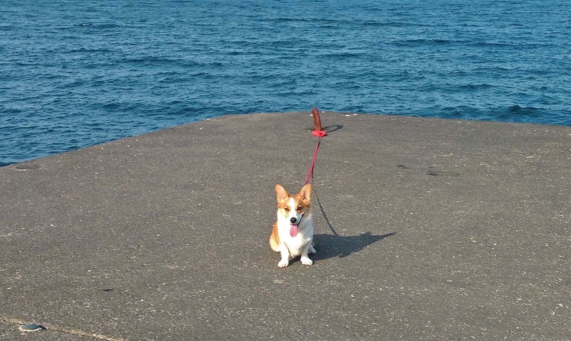 oshima_with_Pet