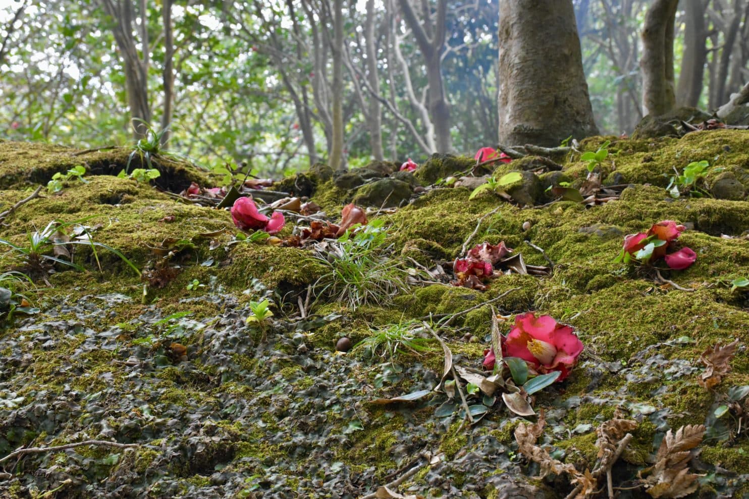 Toshima island, Tokyo Izu islands, tokyo, japan, volcanic islands, camellia