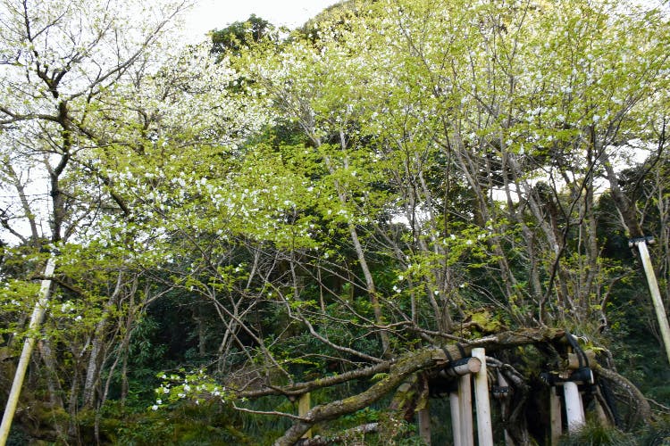 Oshima zakura, sakura, cherry blossoms, Tokyo Islands, Izu Islands, tokyo, japan, oshima, izuoshima