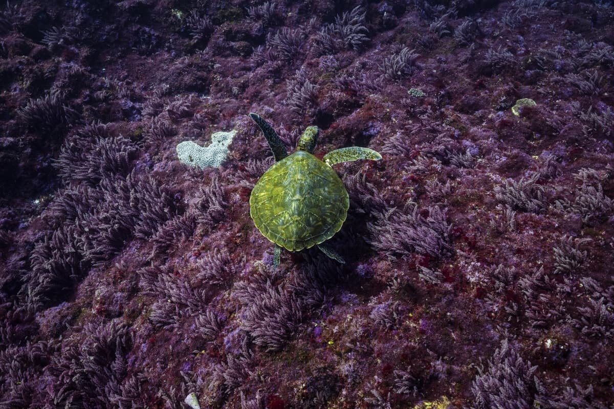 Green turtle, Kagikenori, purple seaweed, oshima, izu oshima, tokyo, japan tokyo islands, izu islands, tokyo, japan, scuba diving