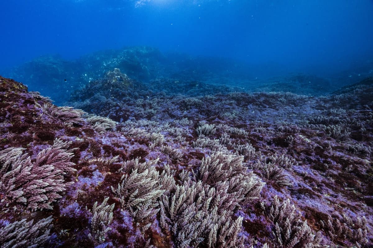 kagikenori, purple seaweed, oshima, izu oshima, tokyo, japan tokyo islands, izu islands, tokyo, japan, scuba diving