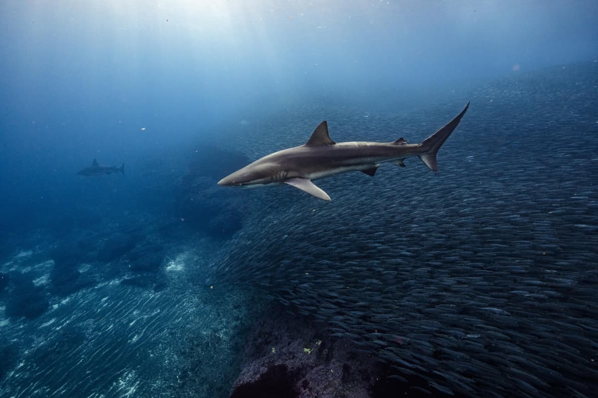 sardine, Copper shark, oshima, izu oshima, tokyo, japan tokyo islands, izu islands, tokyo, japan, scuba diving
