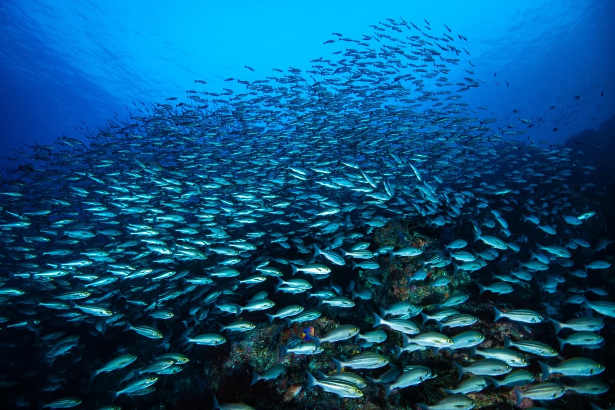 school of grants, oshima, izu oshima, tokyo, japan tokyo islands, izu islands, tokyo, japan, scuba diving