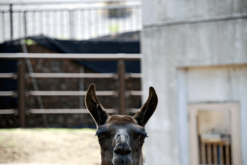 Tokyo Municipal Oshima Park Zoo