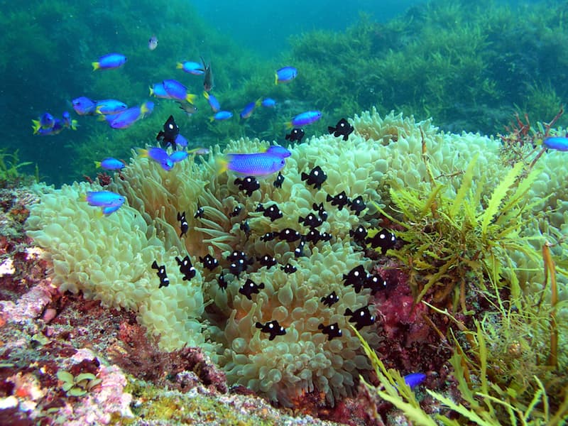 Toshiki Beach: The vivid blue ocean and colorful fish