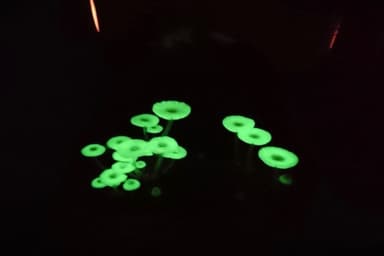 Glowing Mushroom Night Tour