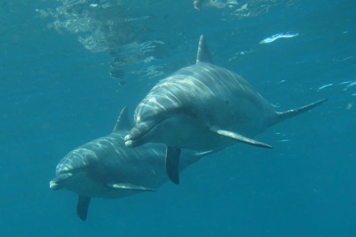 Swimming with dolphins