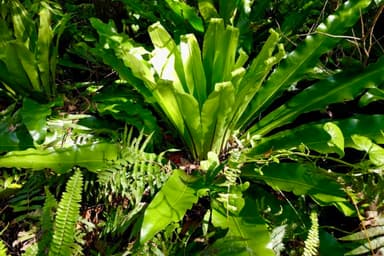 Endemic plants of Aogashima