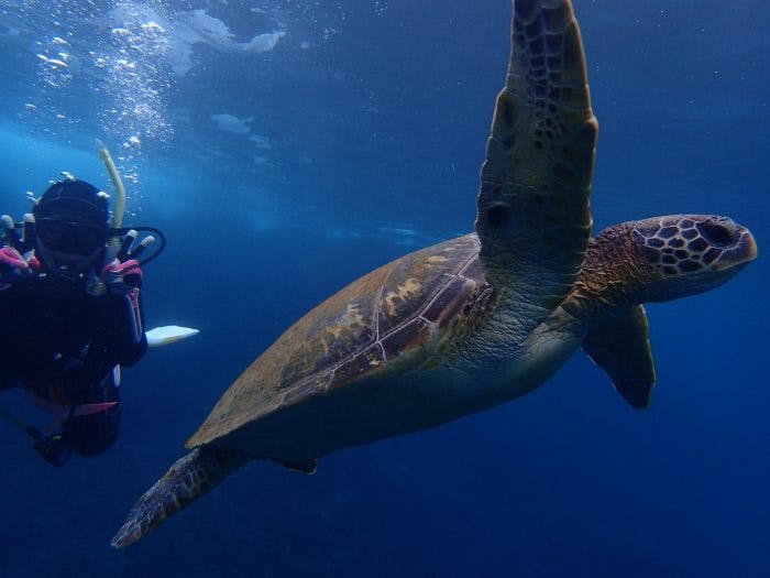 Hachijojima sea turtles diving