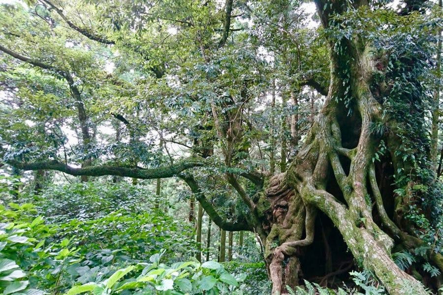 mikurashima, big trees, tanteiro
