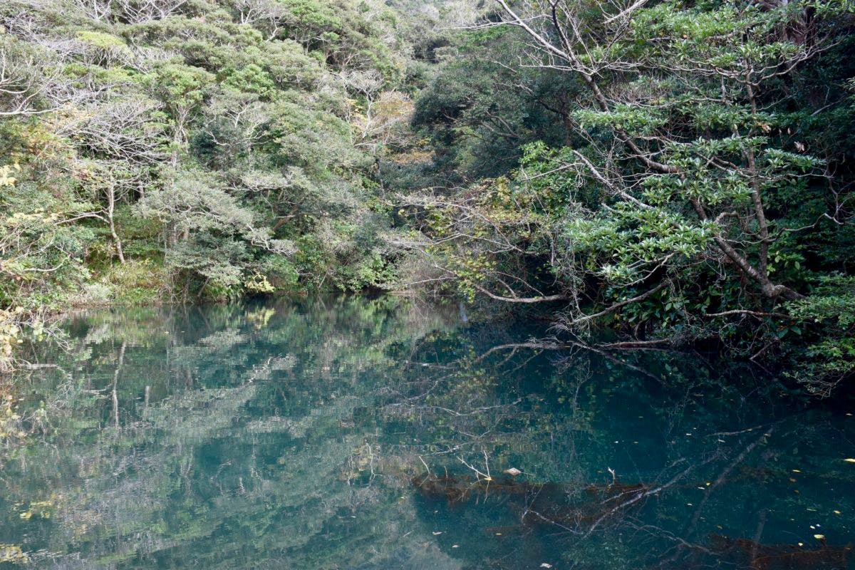 Subtropical Island Filled with Nature - Flora, Mountains, Ocean and Hot Springs, hachijojima island, tokyo, japan, tokyo islands, izu islands, tokyo, japan, iounuma pond