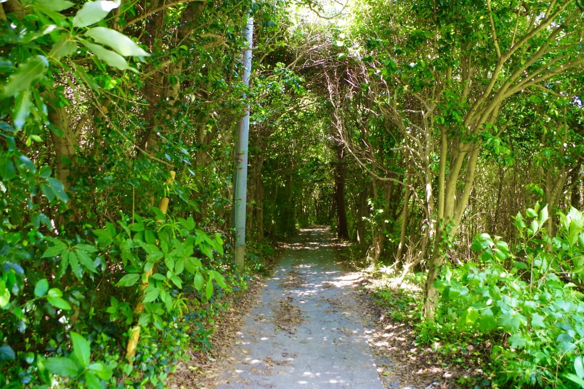 kirikiri, A Veggie-Friendly Curry Shop In The Forest by Reservation Only at Oshima Island, tokyo islands, izu islands, tokyo, japan, vegetarian-friendly, lunch