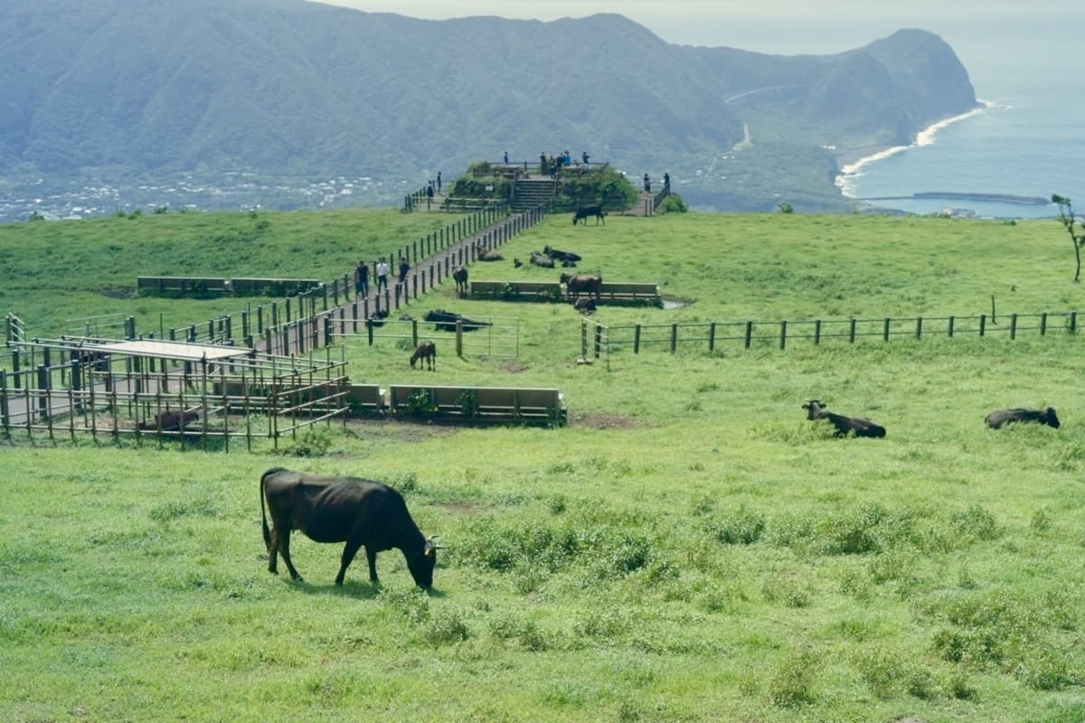 Private Jet Island Hopping to Tokyo’s Wild Side: A 3-Night Journey to Hachijojima & Oshima, Tokyo Islands, Izu Islands, Tokyo, Japan, Fureai farm