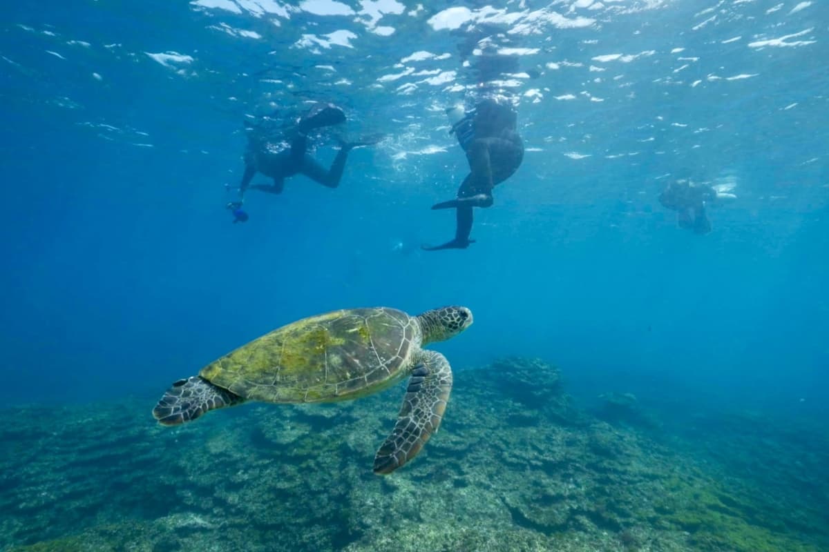 Underwater Scooter Experience, sea turtle, Snorkeling, Diving Shop Arabesque, Private Jet Island Hopping to Tokyo’s Wild Side: A 3-Night Journey to Hachijojima & Oshima, Tokyo Islands, Izu Islands, Tokyo, Japan