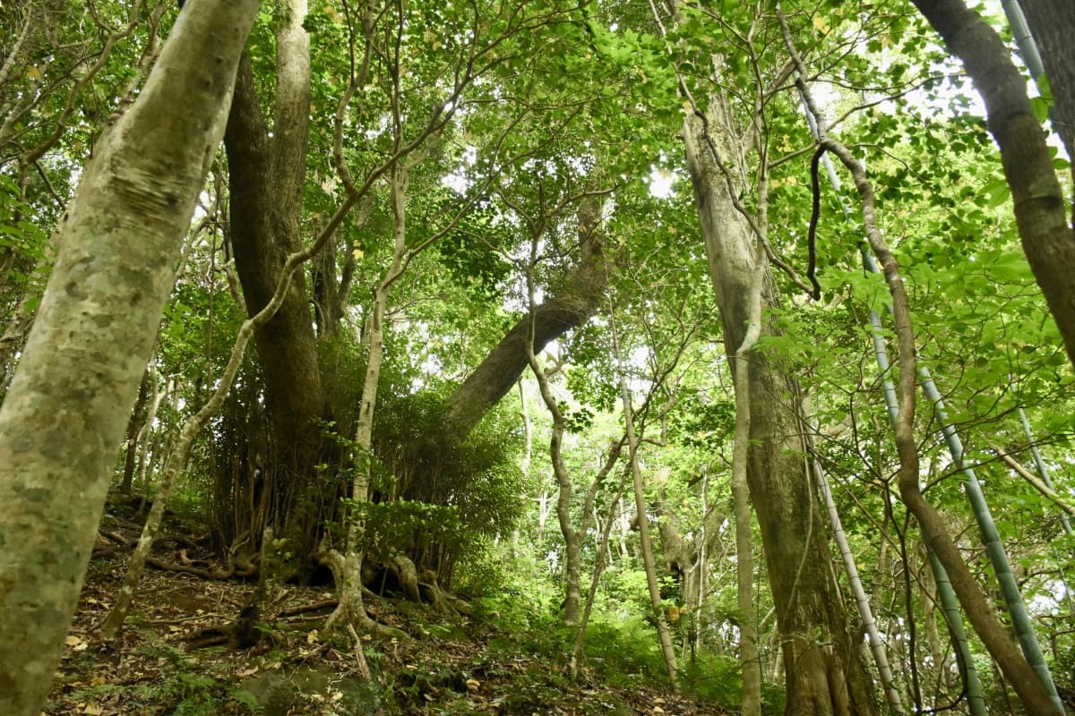 The Tokyo Islands A Volcanic World Just Beyond Tokyo, izu islands, tokyo, japan, near Tokyo, close to Tokyo, day trip, short trip, adventure, giant tree