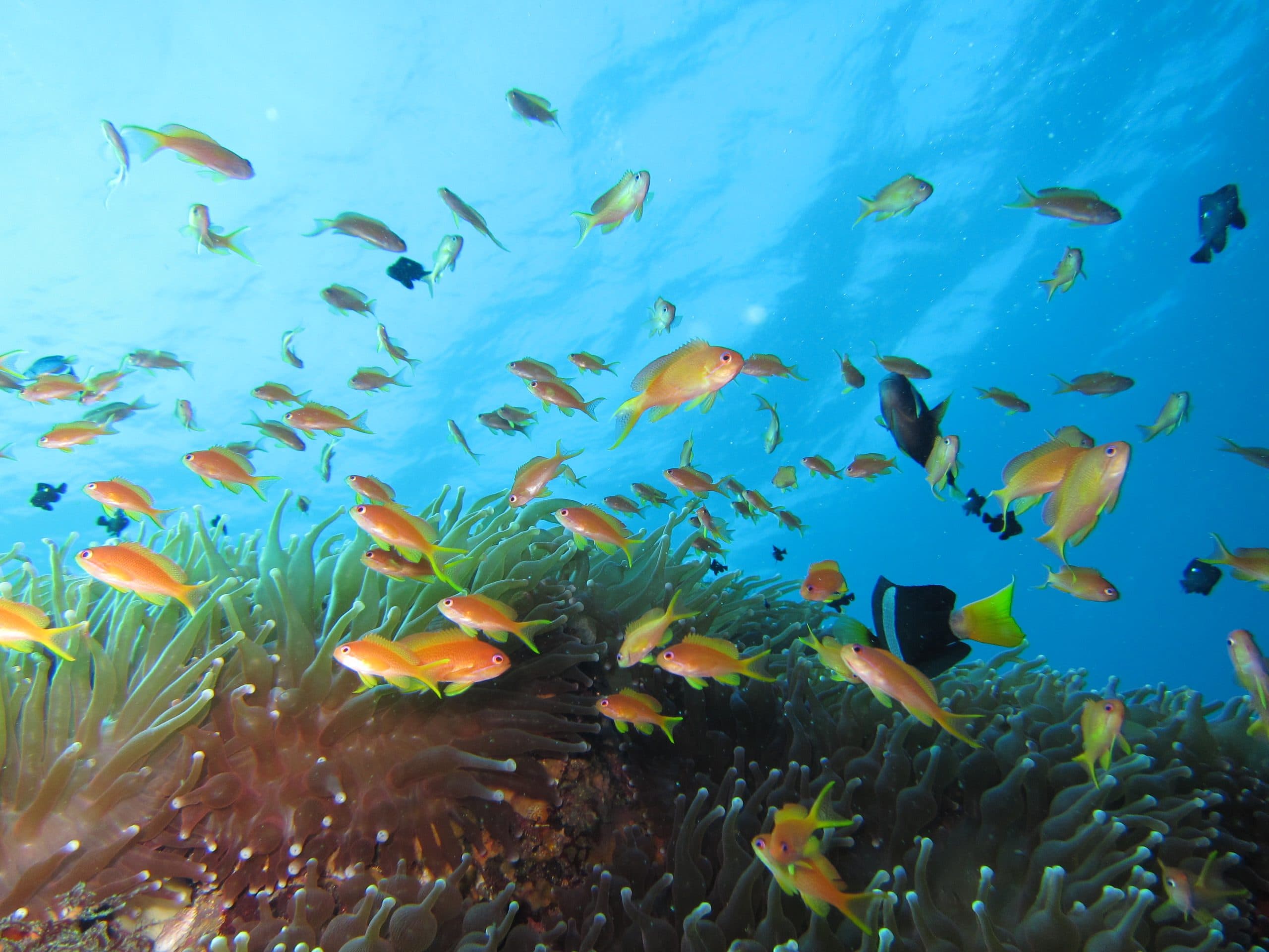 Let’s go diving at the Tokyo Islands, where the sea is B(lu)eautiful