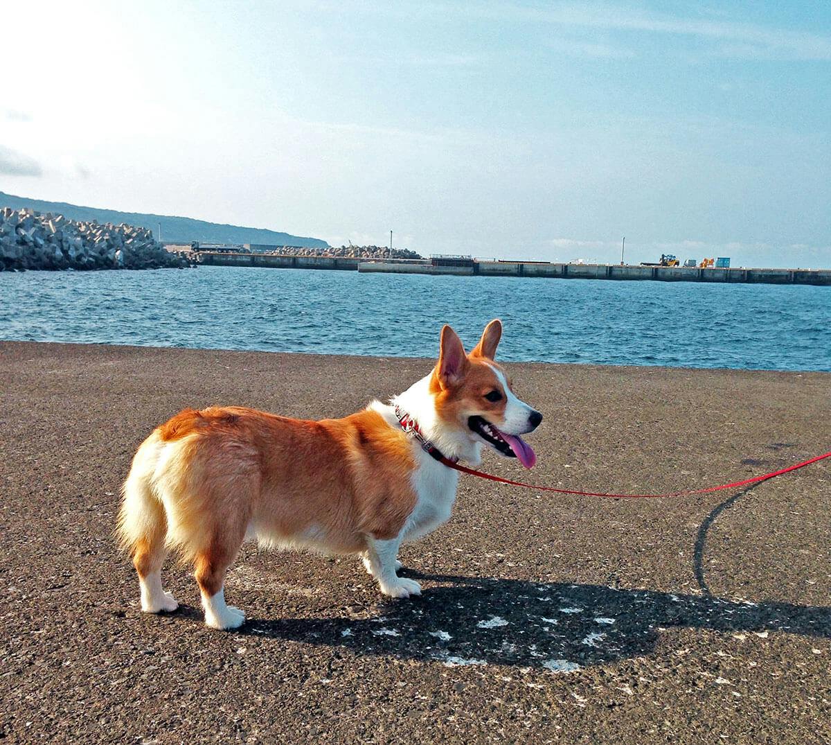Traveling With Your Pet! How to get to Oshima & Where To Stay