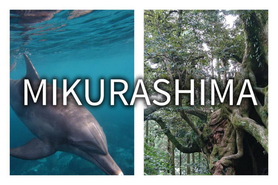 Mikurashima Island: Swimming with Wild Dolphins and Seeing 700 Giant Trees