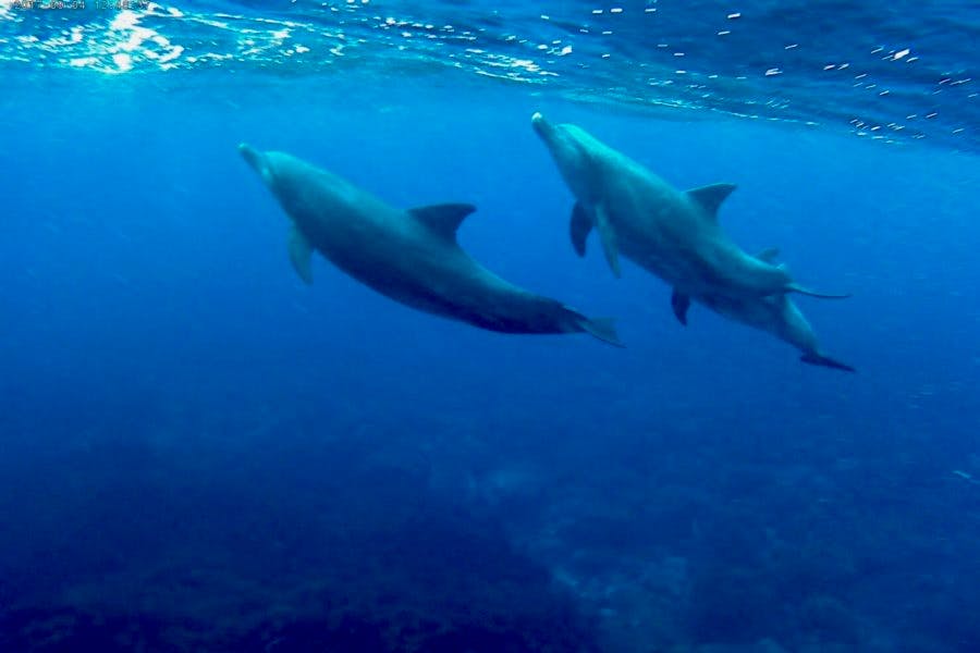 Wild dolphins