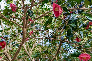 80% of the island’s trees are camellia trees