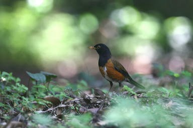 Miyakejima birding