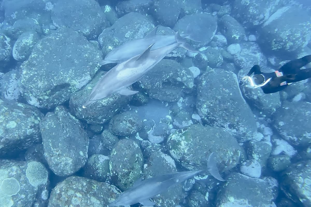 Mikurashima Marugoto Tour - Swim with Dolphins and Explore the Island's Enchanting Beauty